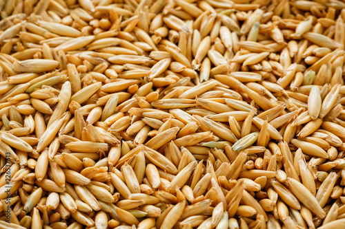 natural oat grains background, close up. Gold grain.