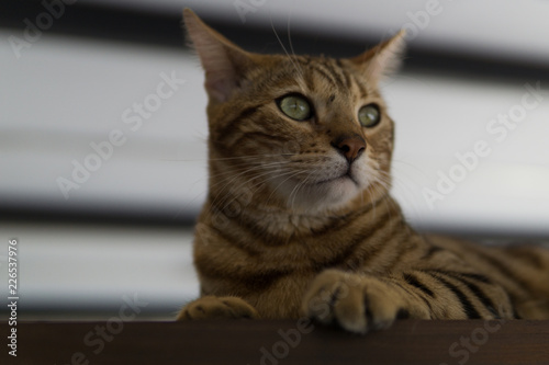 Süße entspannte Katze im Katzencafe