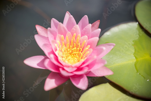 Pink lotus flower in pond.
