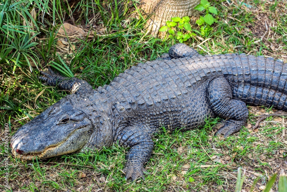 American alligator on the grass American alligator on the grass