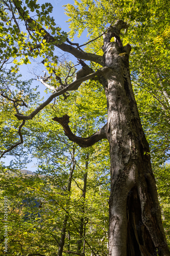Fototapeta premium Old and hollow tree