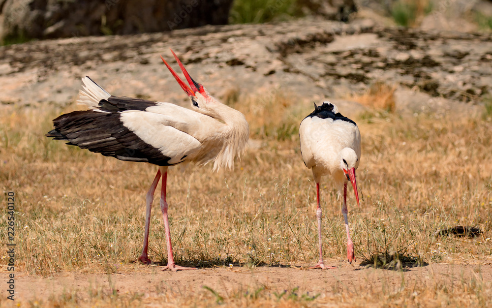 Fototapeta premium Elegant white stork