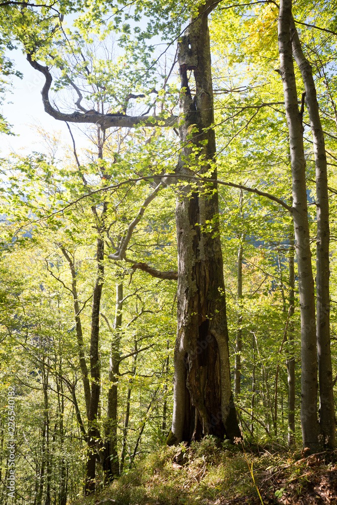 Obraz premium Old and hollow tree