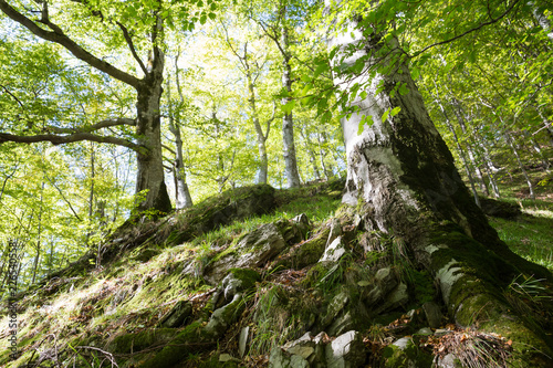 Massive beech photo