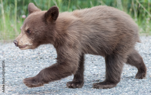 Black  bear cub