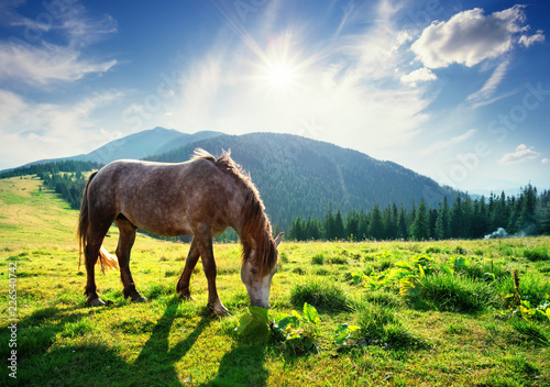 Horse on mountain pasture in the rays of bright sun