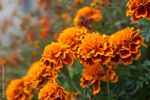 closeup of orange marigolds in public garden