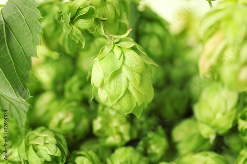 Fresh green hop on blurred background. Beer production