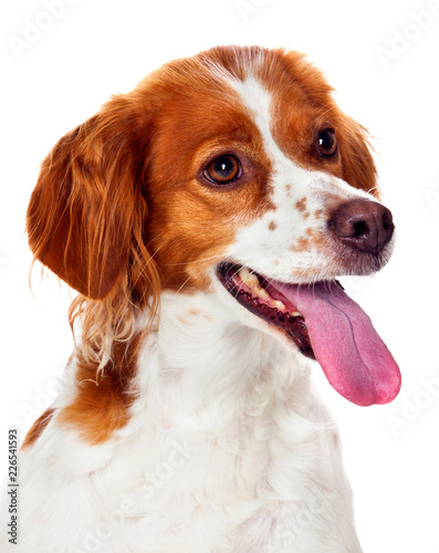 Beautiful portrait of a red an white dog
