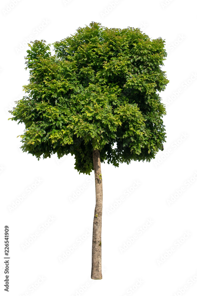 Fototapeta premium Isolate big tree on white background