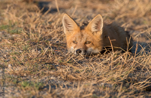 Red fox