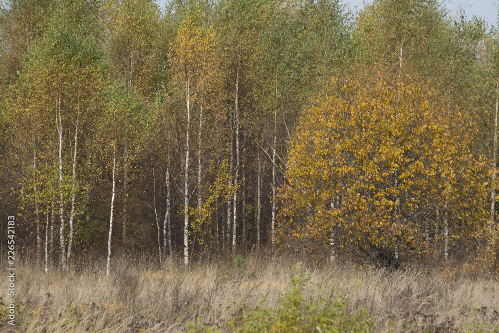 Natural landscape - Pushkin fall Natural landscape - Pushkin fall