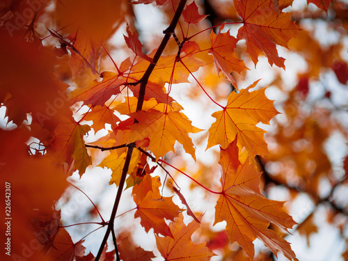 Colors of autumn  maple leaf