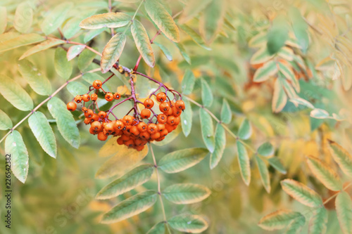 Bunch of rowan on blurred background of foliage with copy space. Autumn nature background. Soft focus.