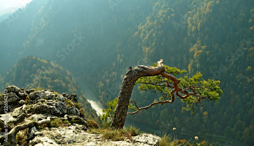 Poland - The Pieniny Mountains -  Alone tree on the Sokolica mount and  Dunajec river © Dariusz