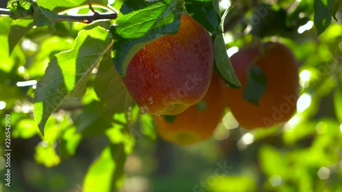 Wallpaper Mural Organic red apples hanging from a tree branch in an apple orchard Torontodigital.ca