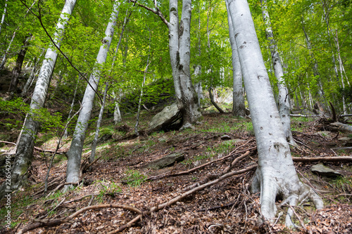 Beech forest photo