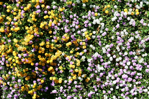 Orange, violet and white flowers in a bush with green leaves. Sunny day, sun light.