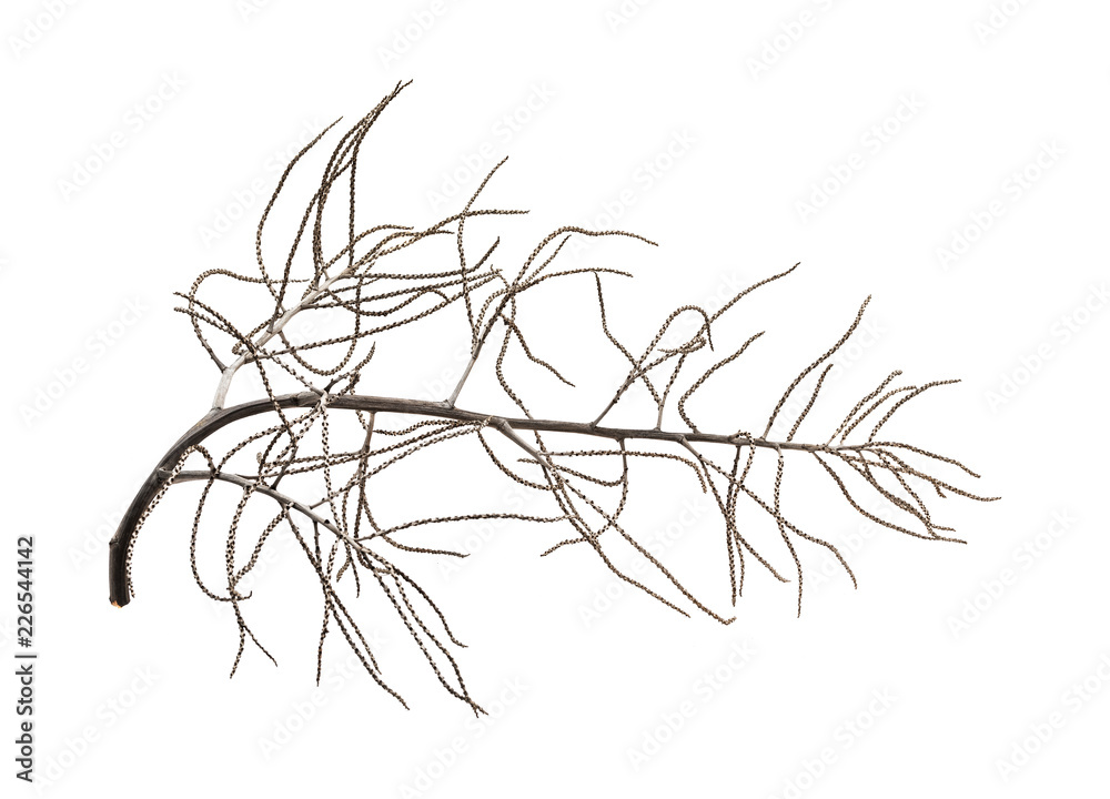 Obraz premium dead tree branch isolated on white background