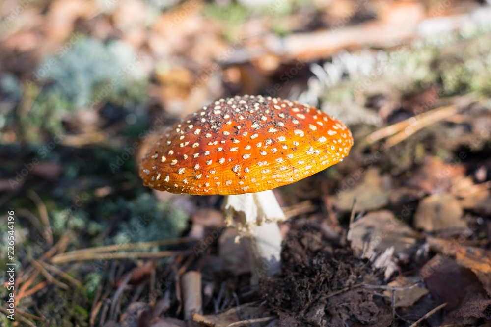 Mushroom Amanita in the forest Mushroom Amanita in the forest