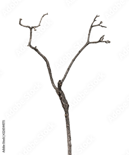 dead tree branch isolated on white background