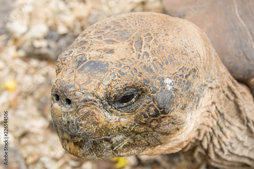 Giant Galapagos Tortoise on foreground