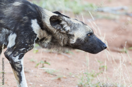 Portrait of a wild dog while on a hunt in the bash