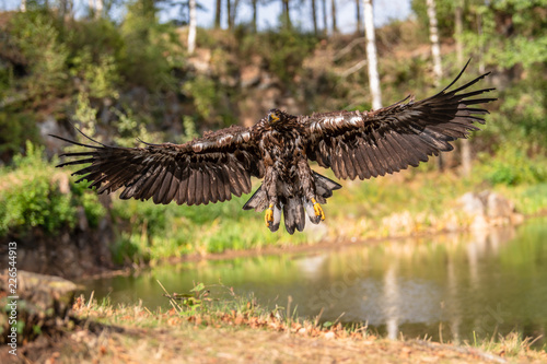 White-tailed Eagle, Haliaeetus albicilla, flying above the water, bird of prey with forest in background, animal in the nature habitat, wildlife from Sweden. Eagle in flight above the dark lake