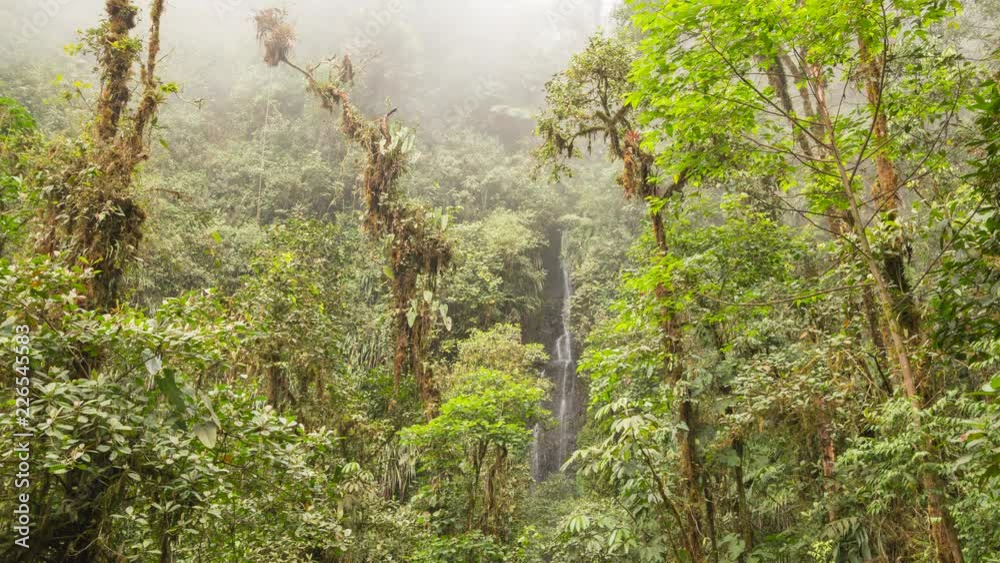 Interior of very humid cloud forest with a waterfall in background. Trees are festooned with epiphytes, moss and large leaved vines family Araceae. On western slopes of the Andes near Mindo, Ecuador Interior of very humid cloud forest with a waterfall in background. Trees are festooned with epiphytes, moss and large leaved vines family Araceae. On western slopes of the Andes near Mindo, Ecuador