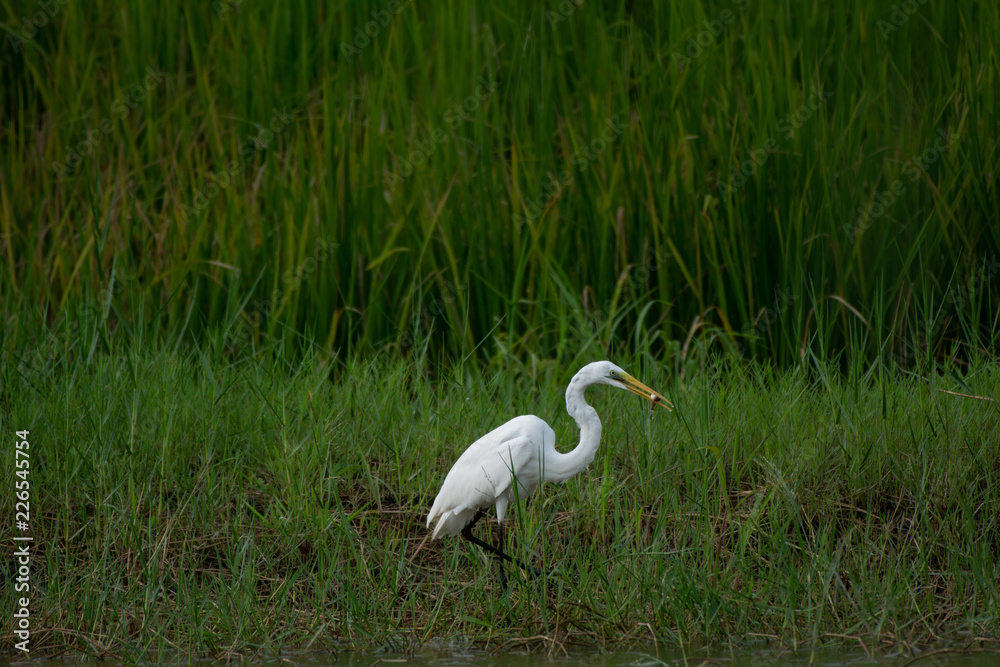 Obraz premium Heron, Bittern, Egret in the rice field, White bird on green background.