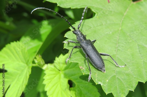 Longhorn beetle on green leaf in the garden, closeup photo