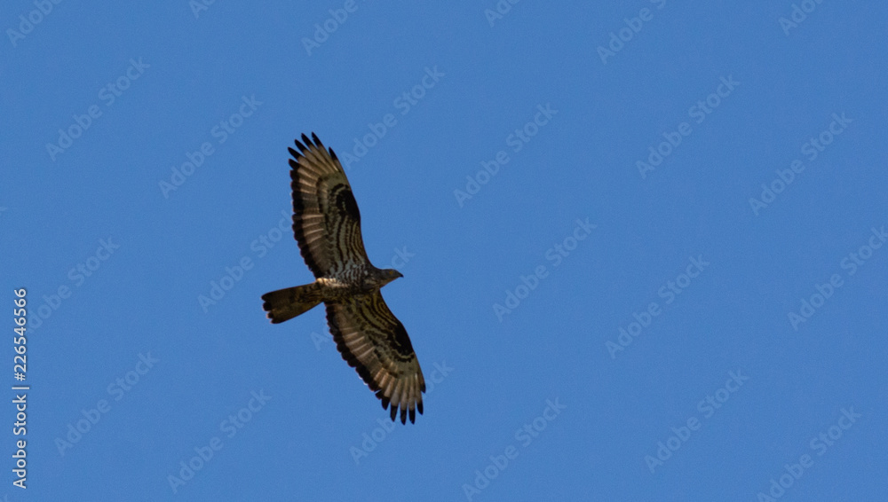 Fototapeta premium The red-footed Falcon in flight