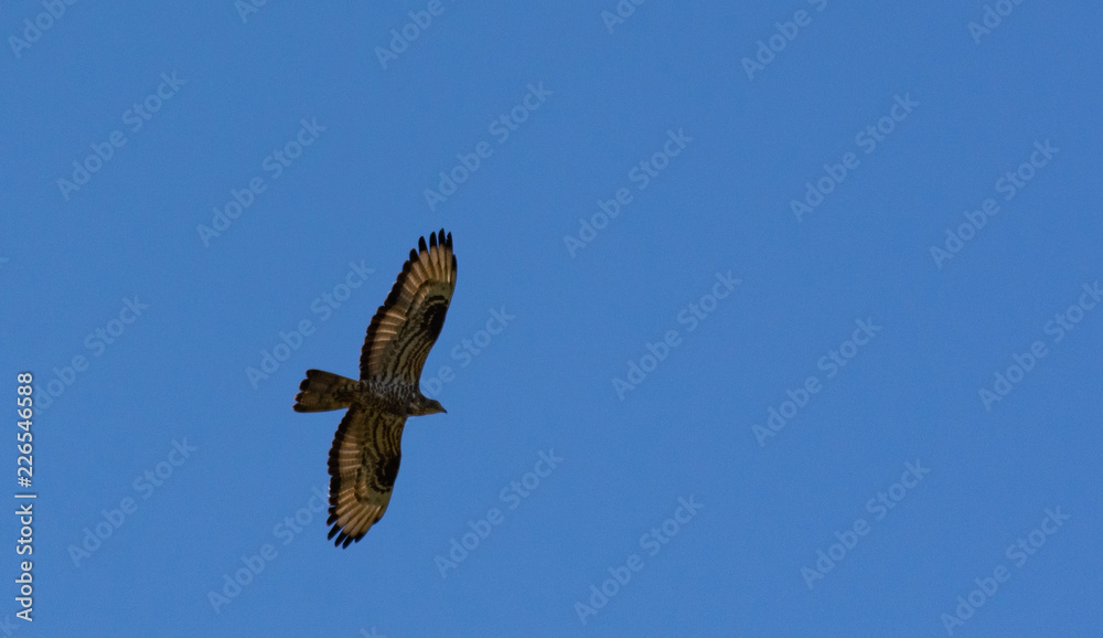 Fototapeta premium The red-footed Falcon in flight