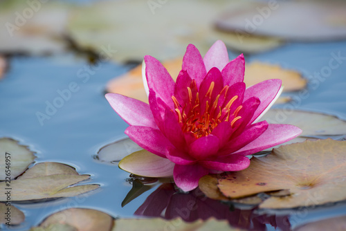 Pink lotus flower in pond.