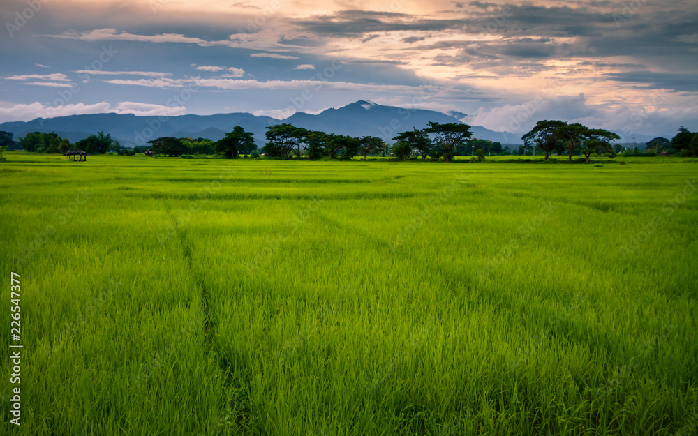 Landscape of rice field at sunset time