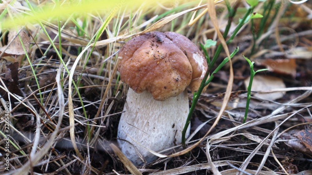 eatable mushroom boletus fungus in the forest eatable mushroom boletus fungus in the forest
