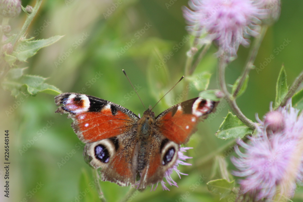 Schmetterling Schmetterling