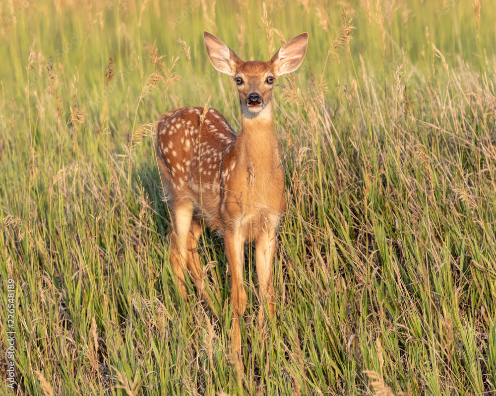 Whitetail fawn on a sunny morning Whitetail fawn on a sunny morning