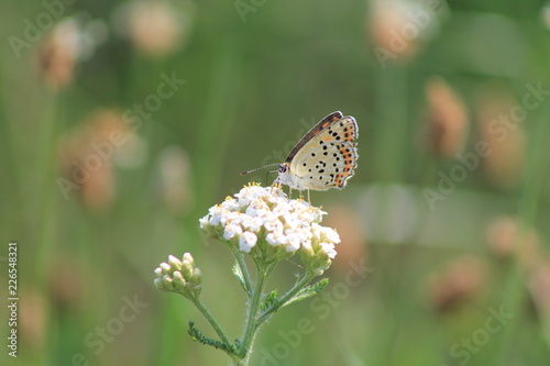 Schmetterling 