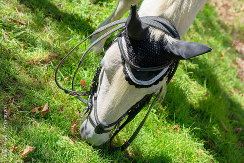 close up of a white horse grazing from the grass