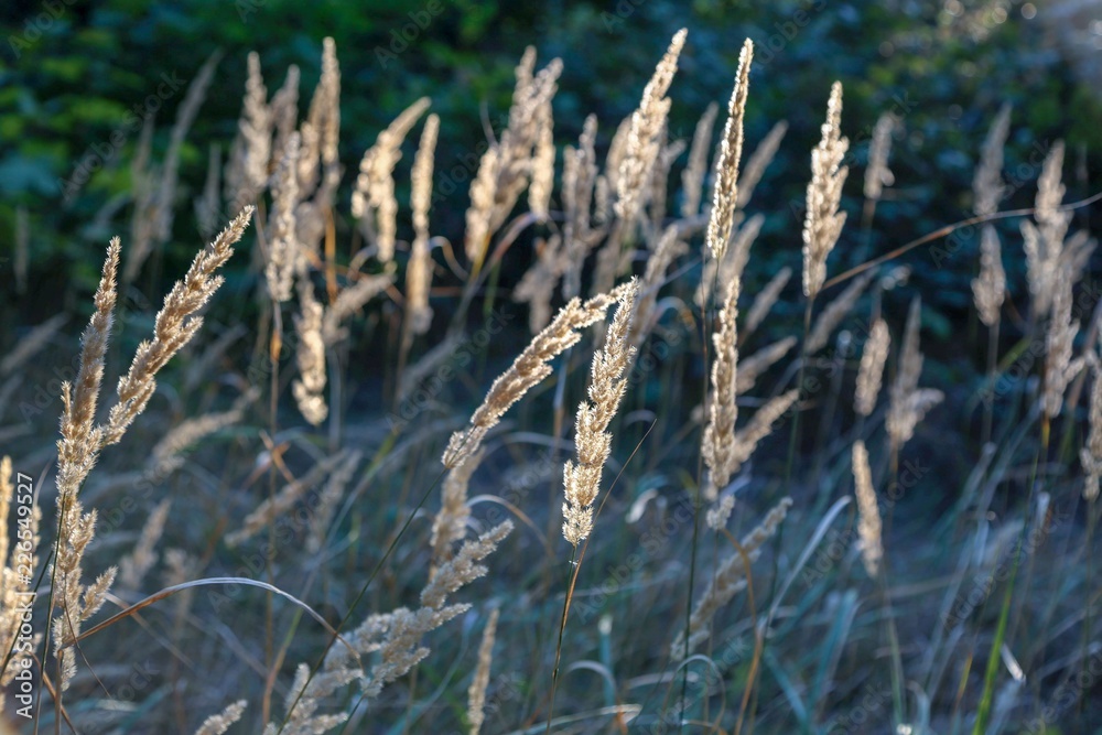 sun flare grass sun flare grass