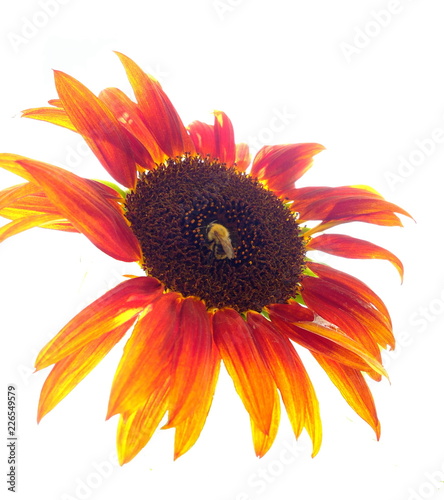 Sonnenblume