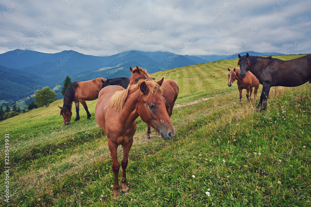 Obraz premium herd of horses is grazed