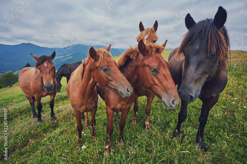 Horses  feeding on grass at high-land pasture at Carpathian Mountains