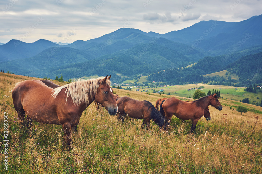 Obraz premium Horses in mountain valley.