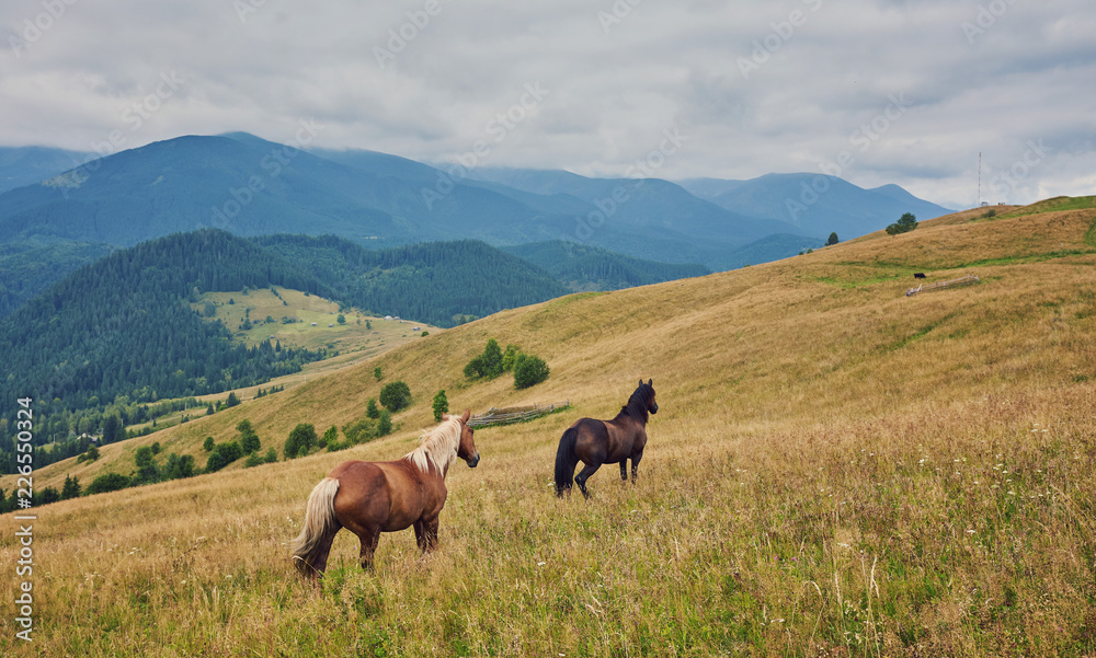 Horses in mountain valley.