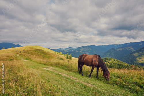 herd of horses is grazed