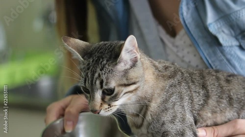 Cat with nausea from anesthesia