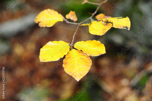 Autumnal yellow leaves
