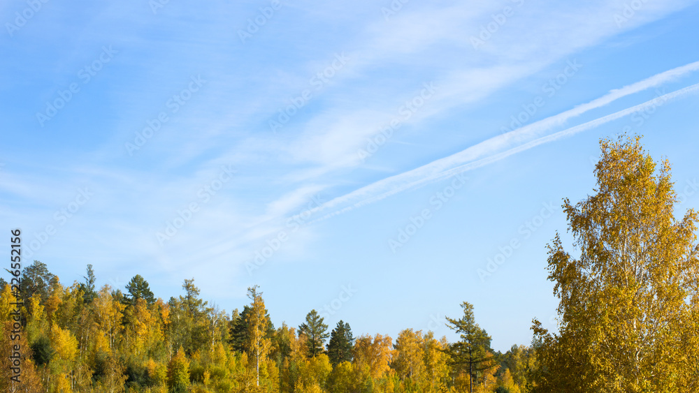 Beautiful autumn forest. Yellow trees against the blue sky Beautiful autumn forest. Yellow trees against the blue sky